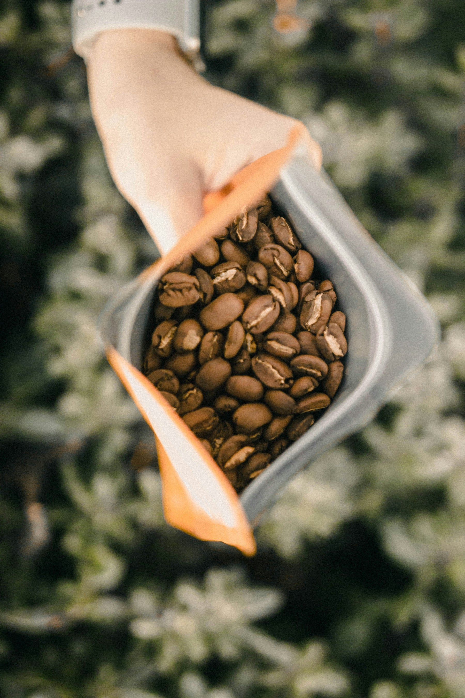 The Ultimate Guide to Finding the Best Coffee Beans